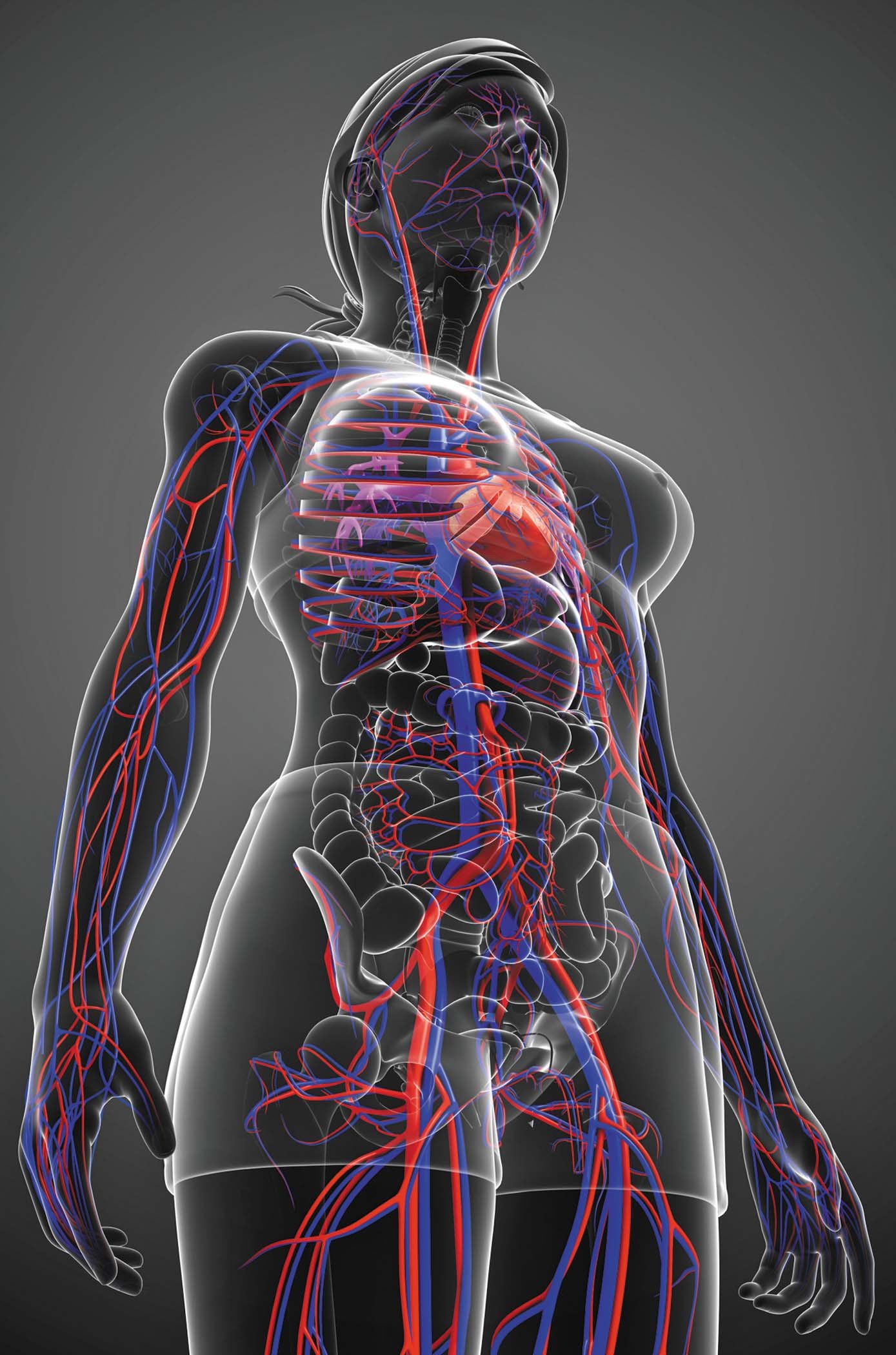 Blood Flow Diagram